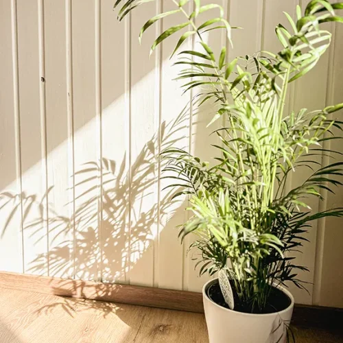 grüne Zimmerpflanze von Sonne angestrahlt